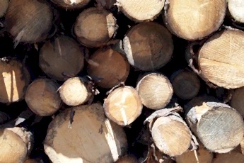 Timber Policy